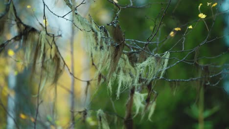 hanging moss on the dark branches of the birch tree