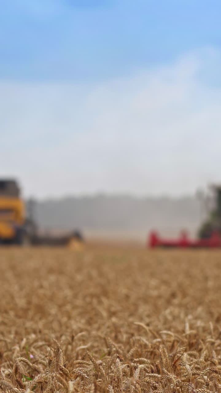 Combine harvesting on summer yellow field. Wheat harvester working on landscapes. Vertical video