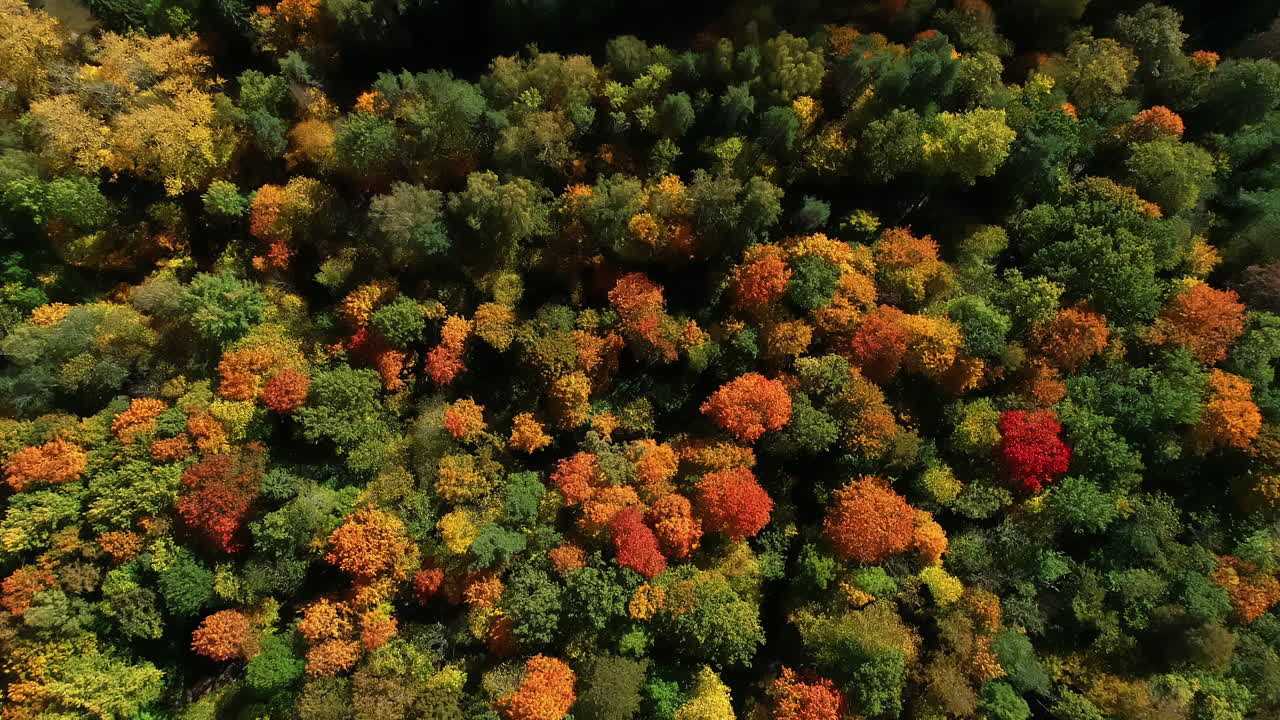 vista de pájaro sobre un colorido bosque otoñal con hojas amarillas, naranjas y verdes en letonia, norte de europa al atardecer