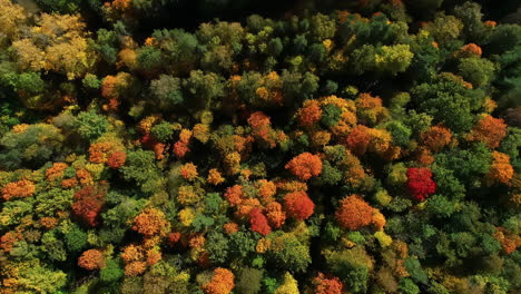 Bird's-eye-view-over-a-colorful-autumnal-forest-with-yellow,-orange-and-green-leaves-in-Latvia,-North-Europe-at-sunset