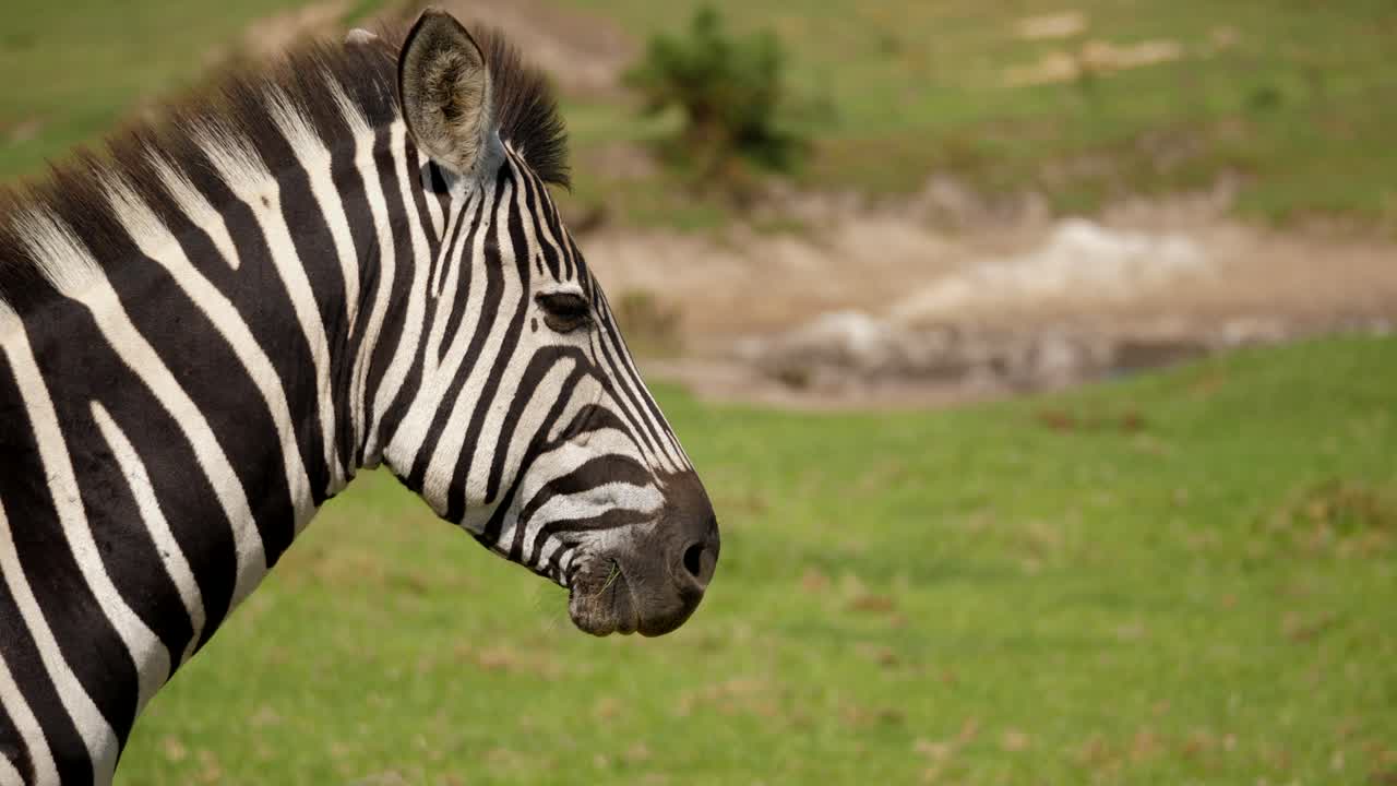 Profilbillede af zebra med manke, der blæser i vinden, panorering.