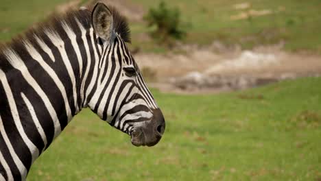 Profile-view-of-zebra-with-mane-blowing-in-wind,-panning-shot