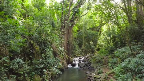 Honolulu-Hawaiian-jungle-with-rushing-waterfalls-on-the-creek-Ginger-Pond-Nuuanu-Trail,-Aerial-Dolly