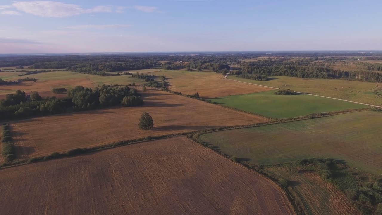 árboles y arbustos en los campos en un luto soleado de verano