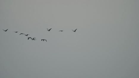 flock of bar headed goose flying