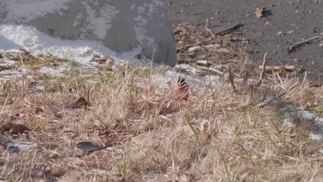 Shot-of-Bullfinch,-Pyrrhula-pyrrhula-looking-for-food-on-frozen-ground-on-a-sunny-day