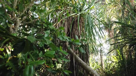 Toma-Del-Bosque-Moviéndose-Hacia-Basura-Plástica-En-El-Suelo-Con-Luz-Solar-Y-Plantas-Tropicales