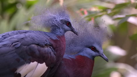 a pair of beautiful crowned pigeon grooming each other