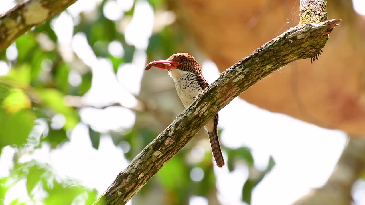 un martín pescador de árboles y una de las aves más hermosas que se encuentran en tailandia dentro de las selvas tropicales