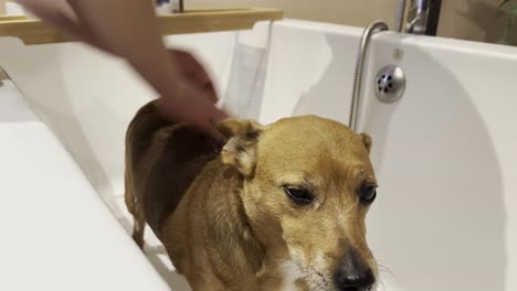 wet dog being washed by her female owner after a muddy walk through the english countryside
