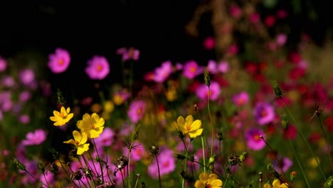 Assorted-Cosmos,-Asteraceae,-flowers-moving-with-the-wind-during-a-sunny-afternoon-with-a-fantastic-dark-background-in-Khao-Yai,-Thailand