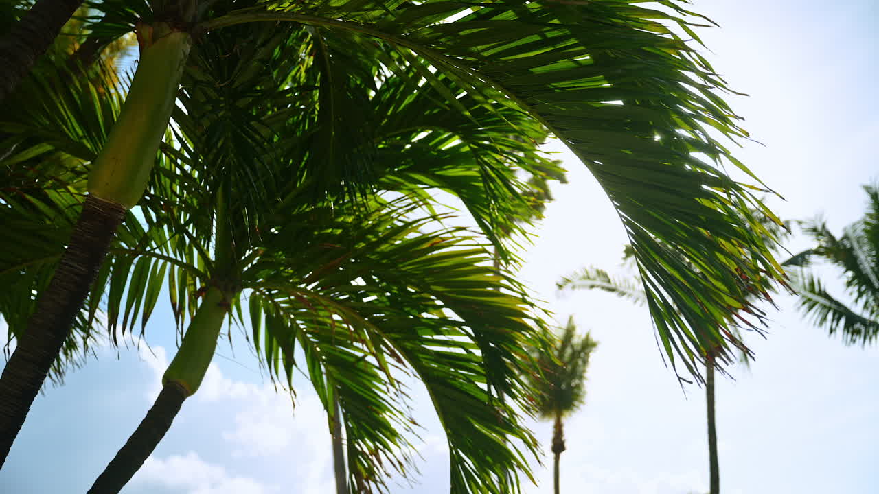 Foglie di palma tropicale. Scatto ravvicinato di fronde di palma verdi contro un cielo azzurro brillante con luce solare soffusa.