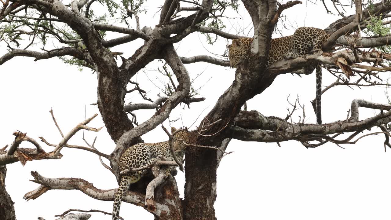 Two lazy leopard cubs lying in a tree on a rainy day, Mashatu Game Reserve.