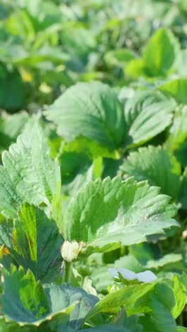 white flower on green strawberry plantation of young strawberries white flower on green strawberry plantation of young strawberries