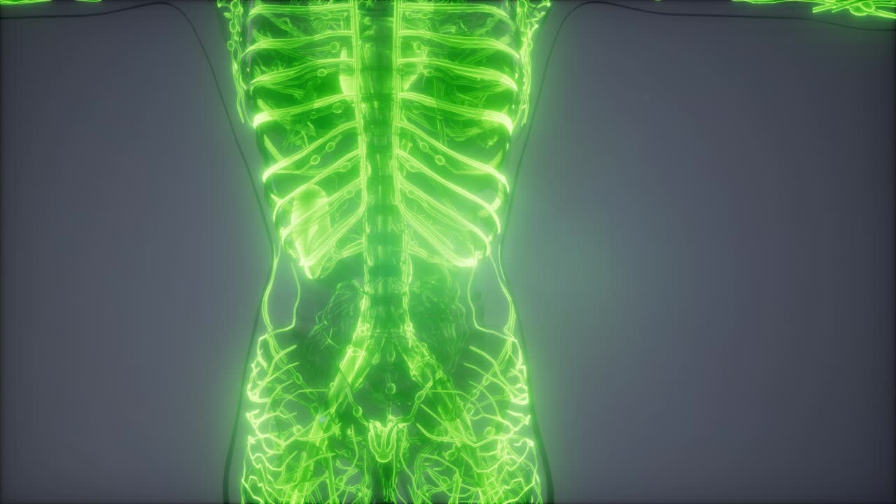 vasos sanguíneos del cuerpo humano