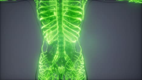 blood vessels of human body