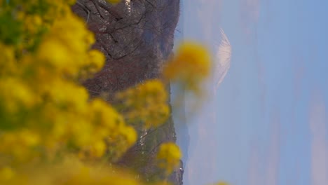 slow motion scenery with yellow rape flower fields at mount fuji in japan