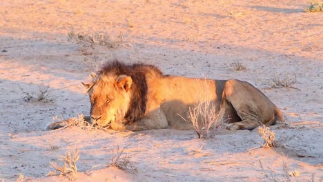 León-Africano-Macho-Durmiendo-En-El-Desierto-Finalmente-Abre-Los-Ojos