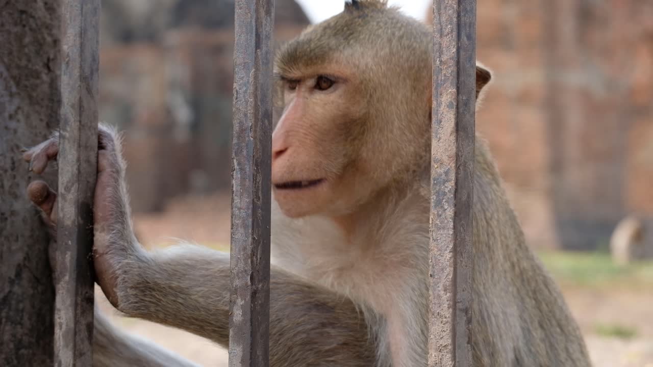 un macaco tailandés adulto sentado detrás de las rejas que parece blanco comiendo nueces - toma de primer plano