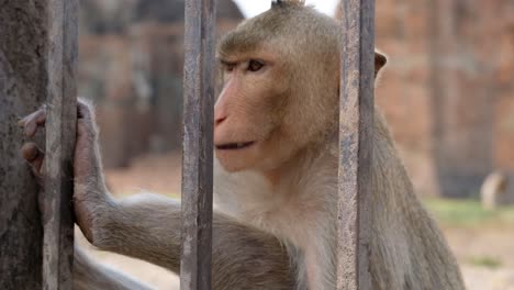 an adult thai macaque sitting behind the bars looking white eating nuts - closeup shot