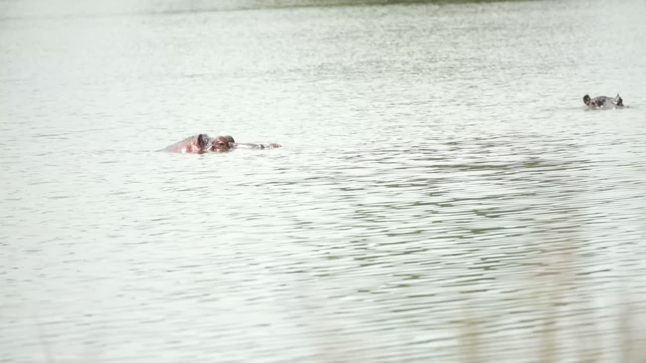공기를 얻기 위해 올라오는 히포