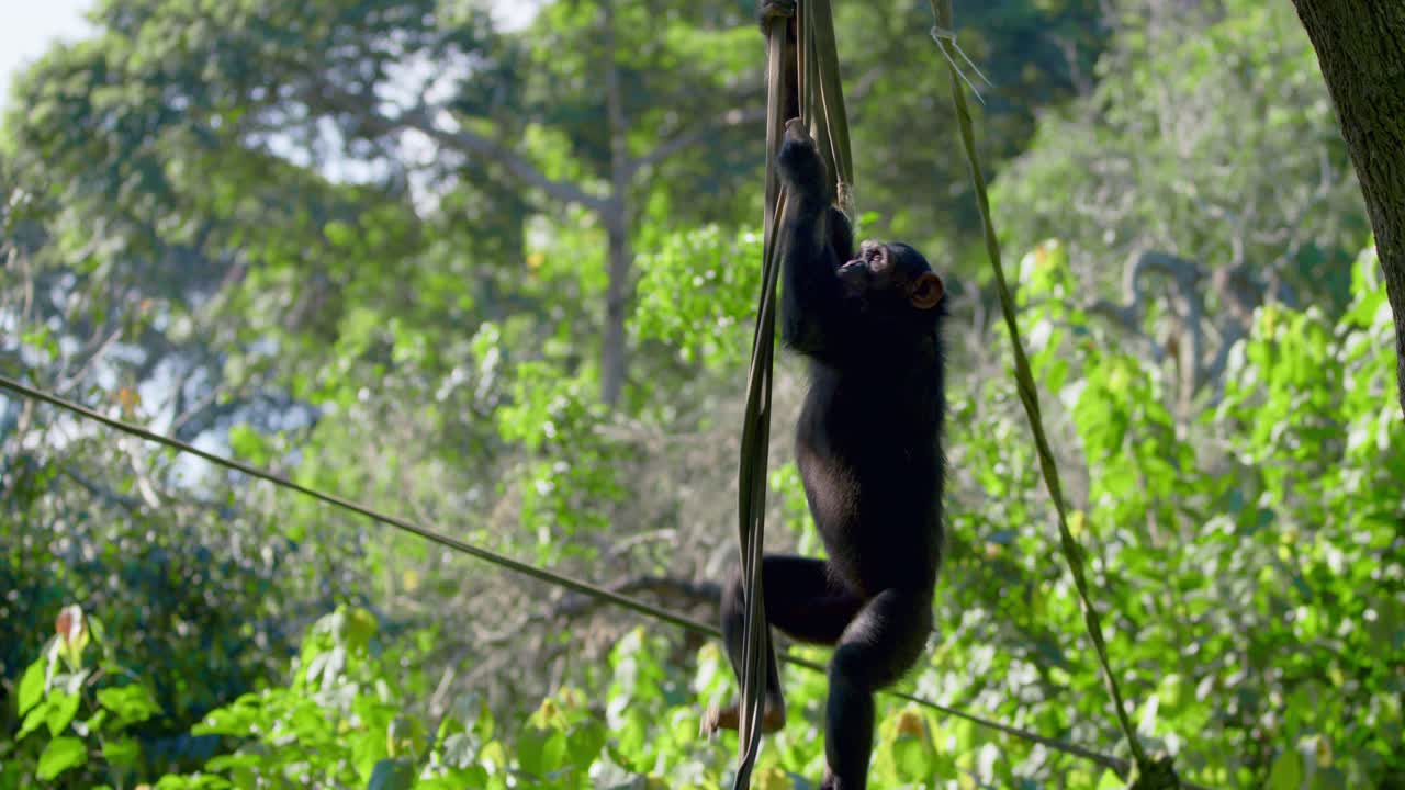 Juvenile Endangered Chimpanzee Climbing Down From The Swing Ropes In The Captivity In Africa. Tracking Shot