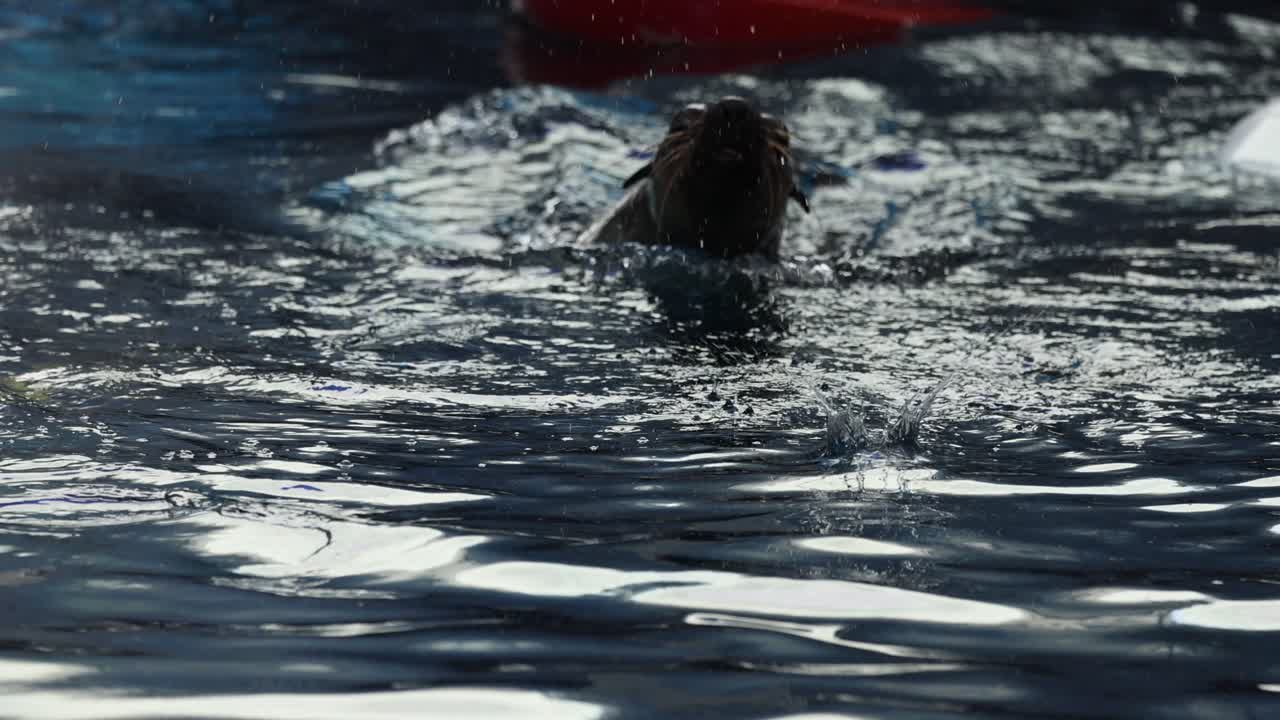 Seal swimming and interacting with fish