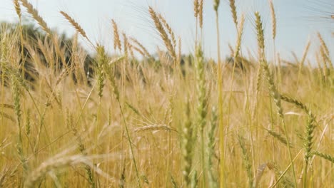 tiro de seguimiento a lo largo de espigas doradas en el campo, carro de izquierda a derecha