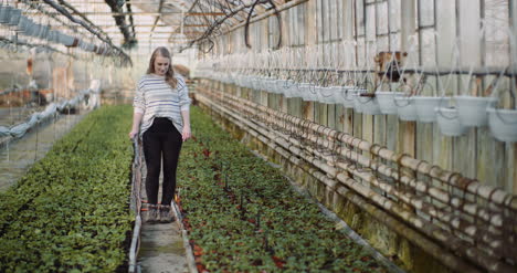 female gardener examining plants at greenhouse 1