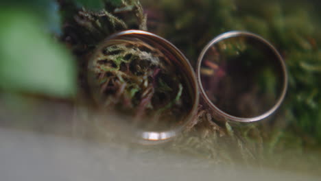 set of gold wedding rings on thuja tree needles closeup