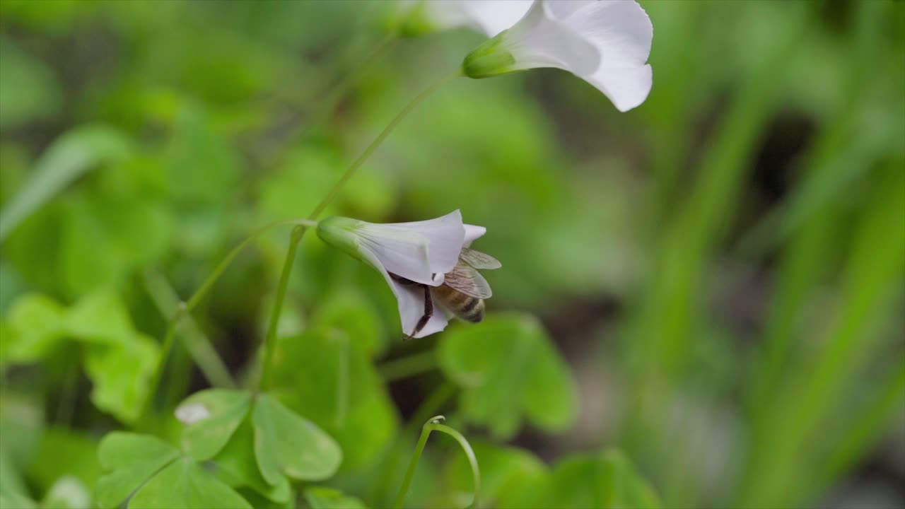 una abeja de miel en cámara lenta