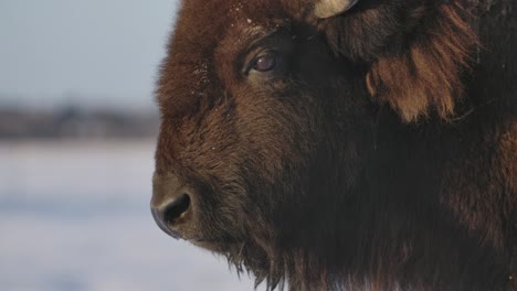 bisonte sobreviviendo al duro invierno en cámara súper lenta