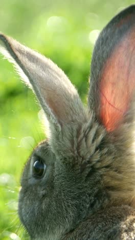 closeup of rabbits ear in grass near bird and whiskers