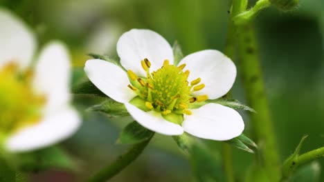 close up view of a strawberry flower