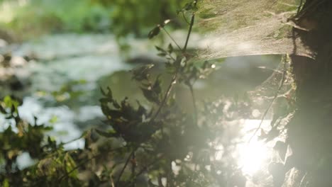 Close-up-shot,-sun-rays-brake-through-waving-spiderweb-in-the-forest,-River-flowing-in-Background