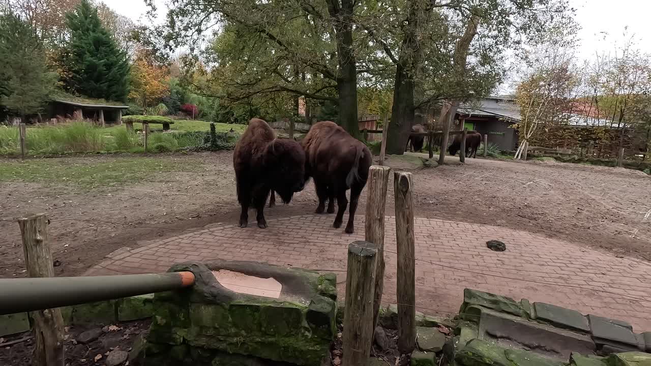 Big bisons play fighting together.