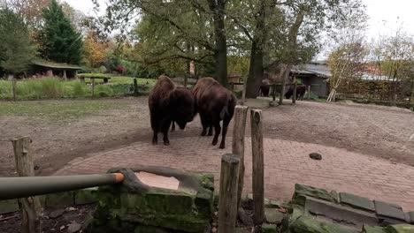 big bisons play fighting together.