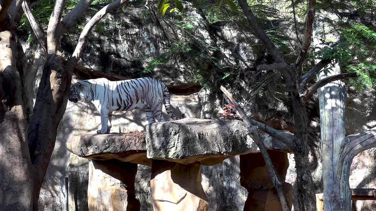 호랑이 가 바위 위 에 고 있다