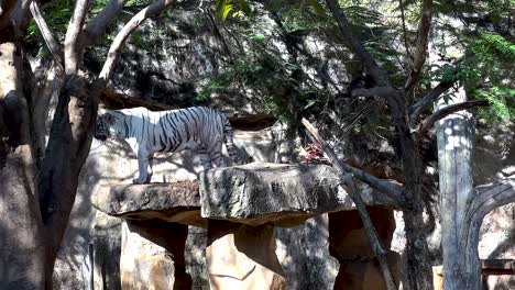 tigre blanco caminando en una plataforma rocosa