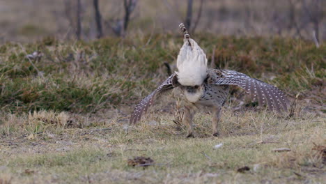 Macho-De-Urogallo-De-Cola-Afilada-Baila-Para-Impresionar-A-Las-Hembras-En-Lek-De-Hierba-De-Pradera