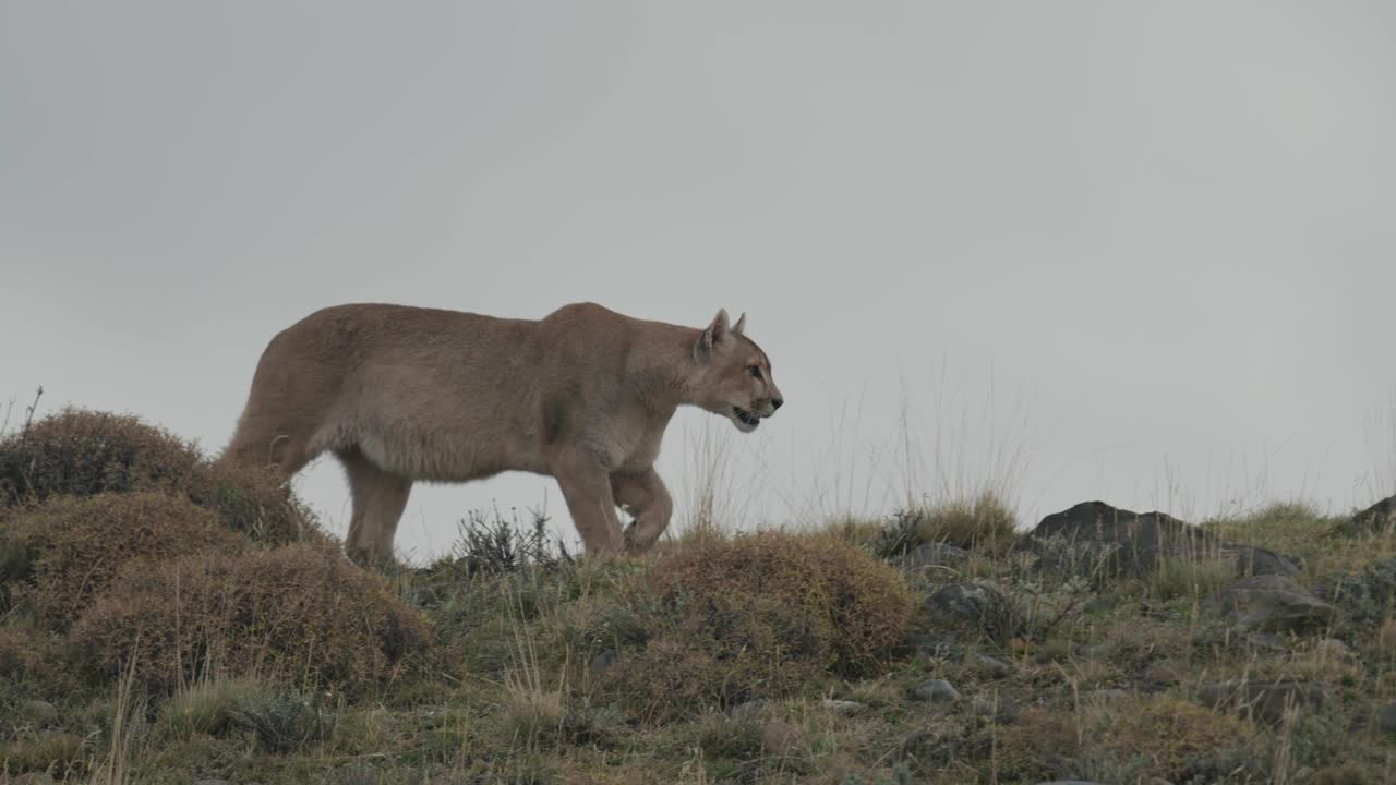 언덕 위를 걷고 있다가 누워있는 퓨마