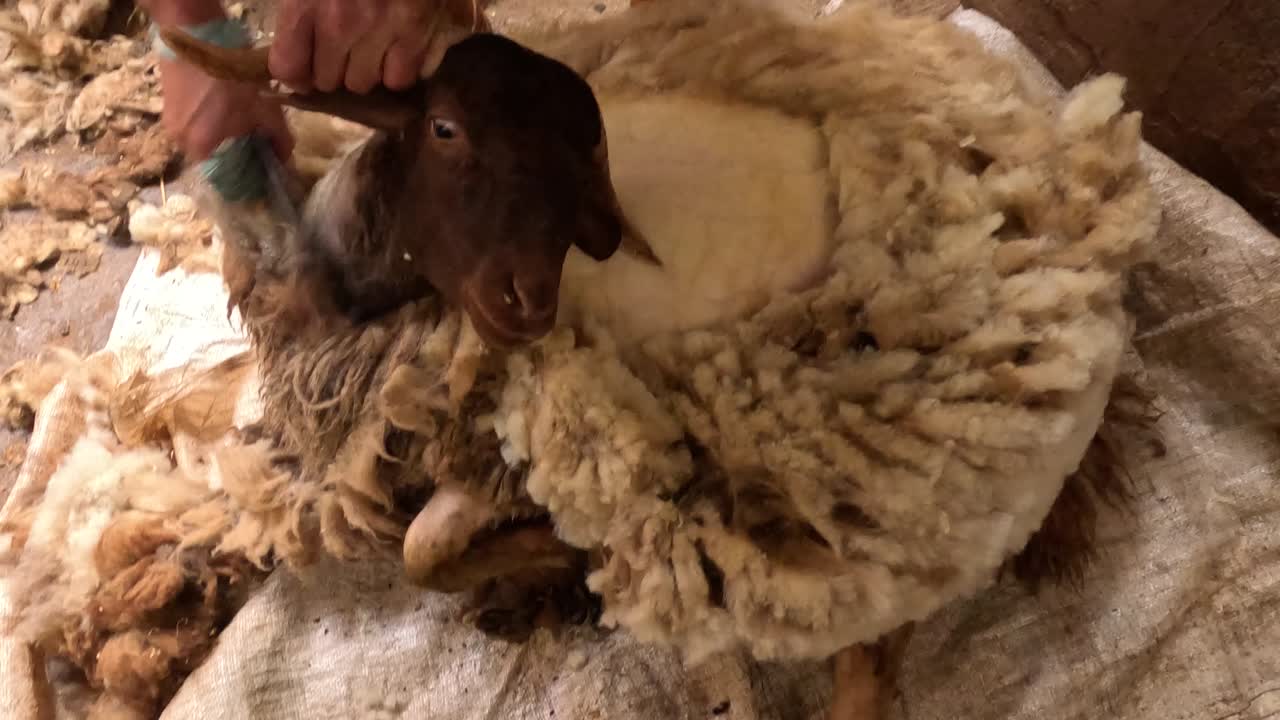 Shearer carefully removes wool from a sheep in a controlled barn setting, using professional shearing equipment, highlighting livestock care, animal welfare, farming practice, and wool production