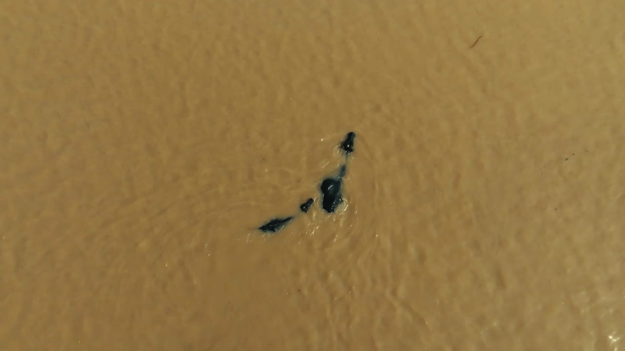 Top-down aerial video of single black cow moving through murky brown flood water under intense sun, Pakistan