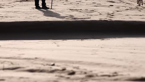 happy and excited cute energetic dobermans dog fast pet running around the sand on a sea gold empty beach, chasing birds, enjoying life and wildlife