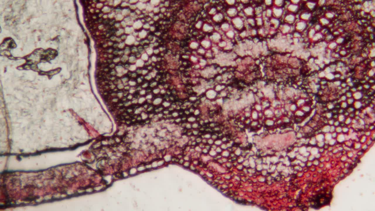 Microscopic View of Plant Tissue Cross-Section