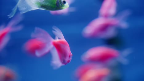 primer plano de un grupo de coloridos peces globos modificados genéticamente nadando en el agua del acuario