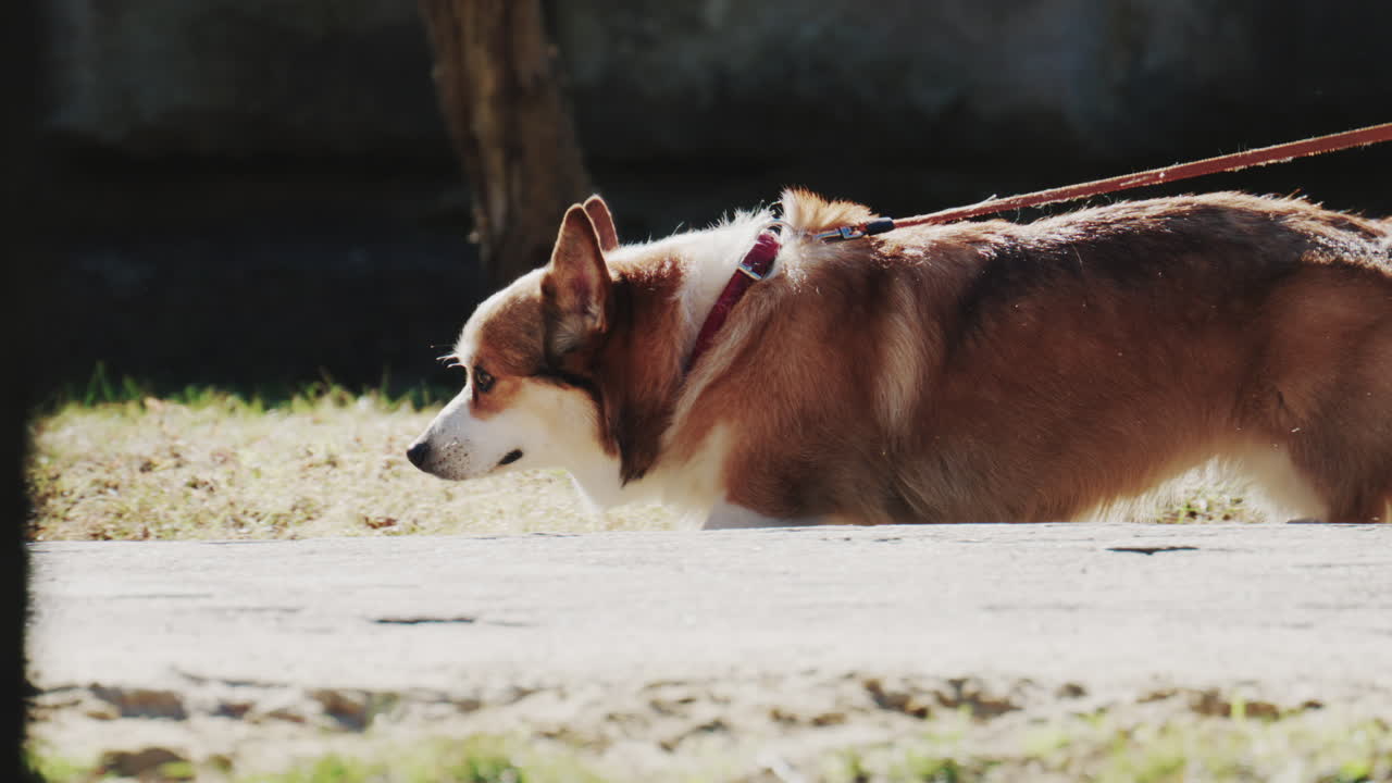 Corgi dog on a leash sniffing the ground outdoors in a park
