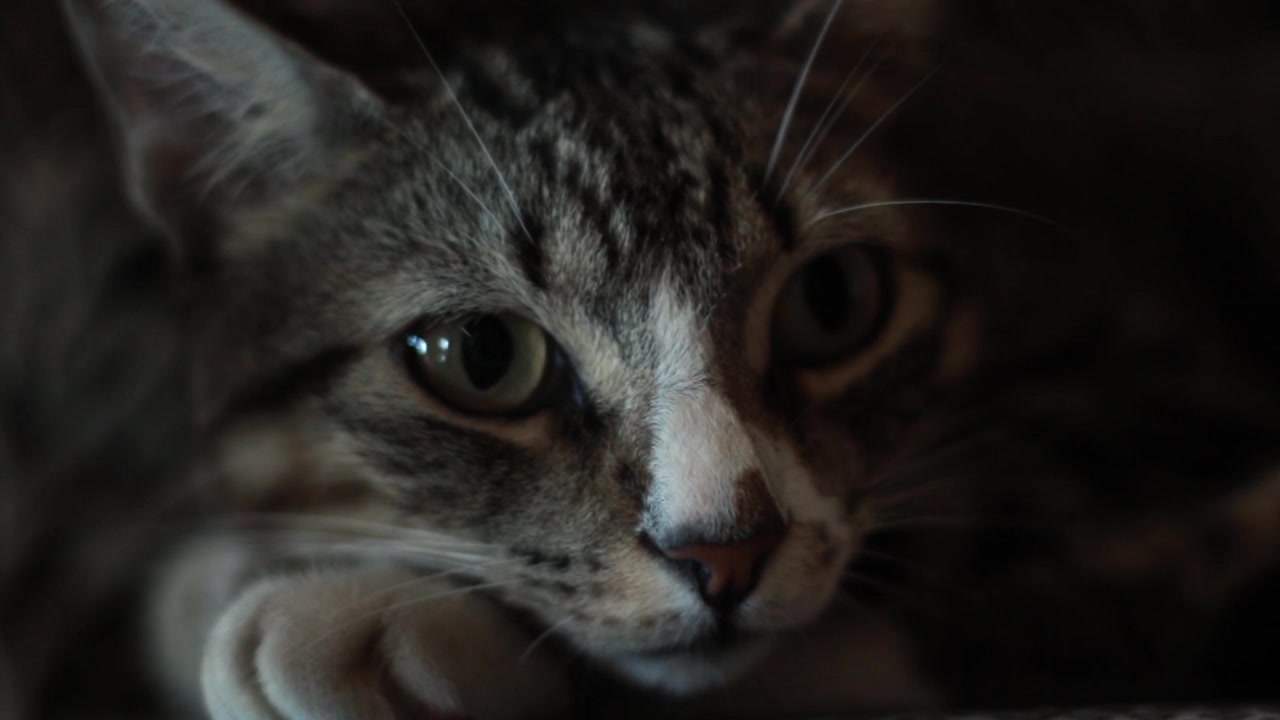 Gato sonolento assusta-se com sons ao redor: Pupila dilata-se