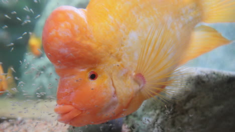 midas cichlid fish filmed closeup