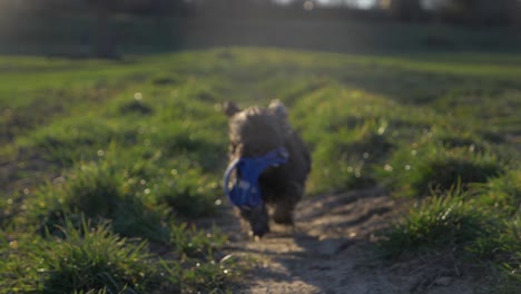 Lindo-Perrito-Trayendo-Juguete-Azul-Y-Corriendo-Hacia-La-Cámara-En-El-Campo-De-Hierba-En-El-Parque-En-Cámara-Súper-Lenta-Durante-El-Verano-Con-Ojos-De-Cachorro